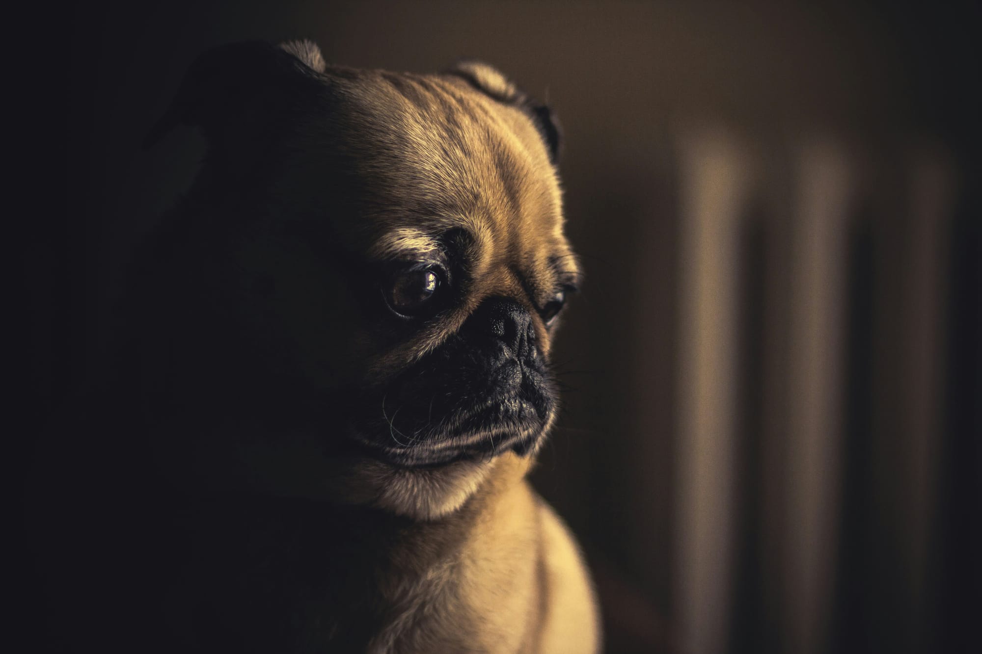 Unhappy dog