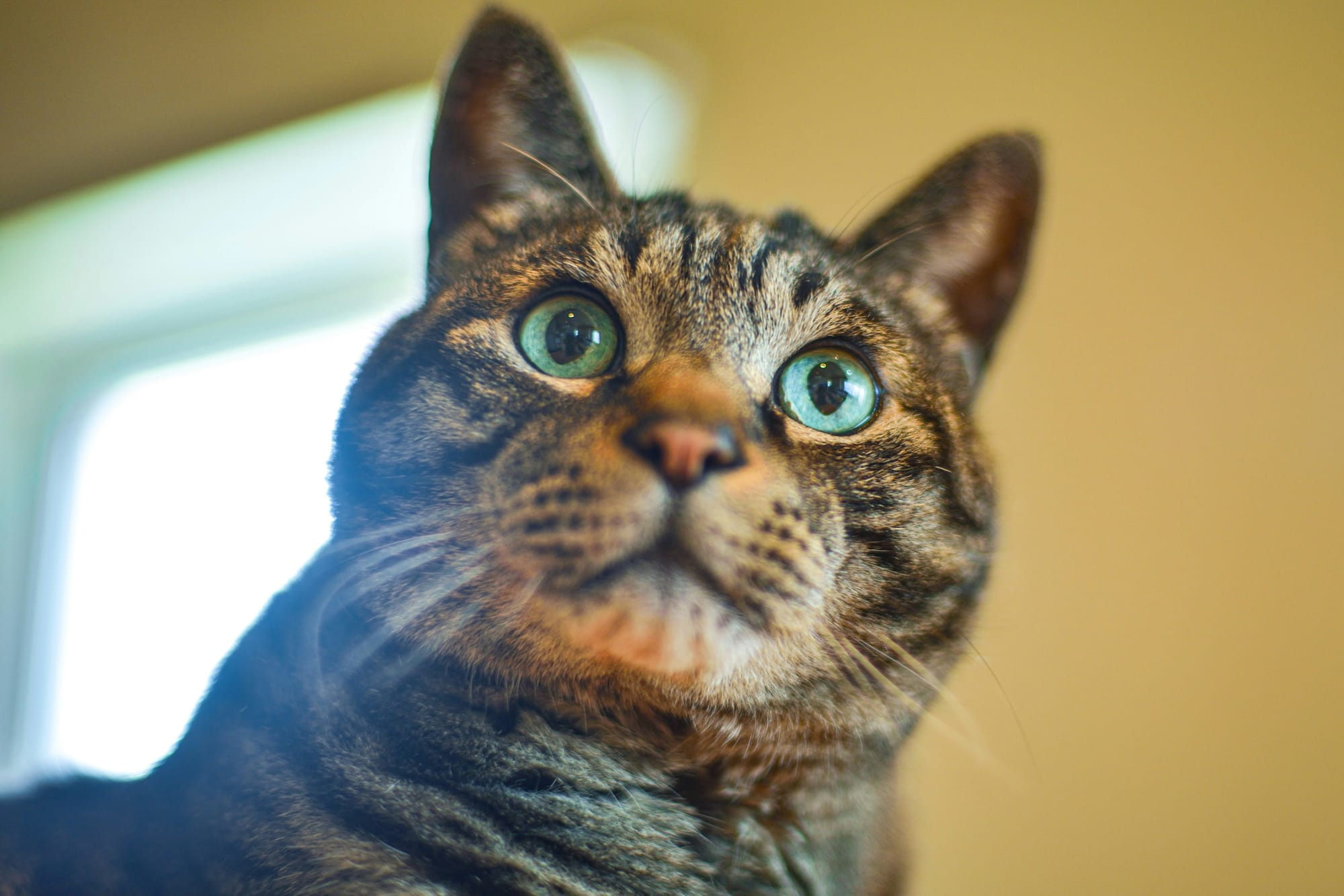Cat with green eyes